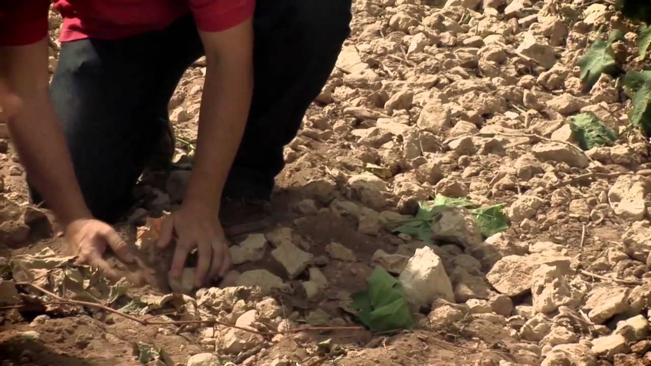 Abadía Retuerta - Petit Verdot