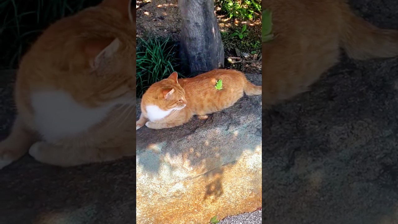 Cats vs frogs #funny #happy #funnypets #pets #petvideos #animals #funpets