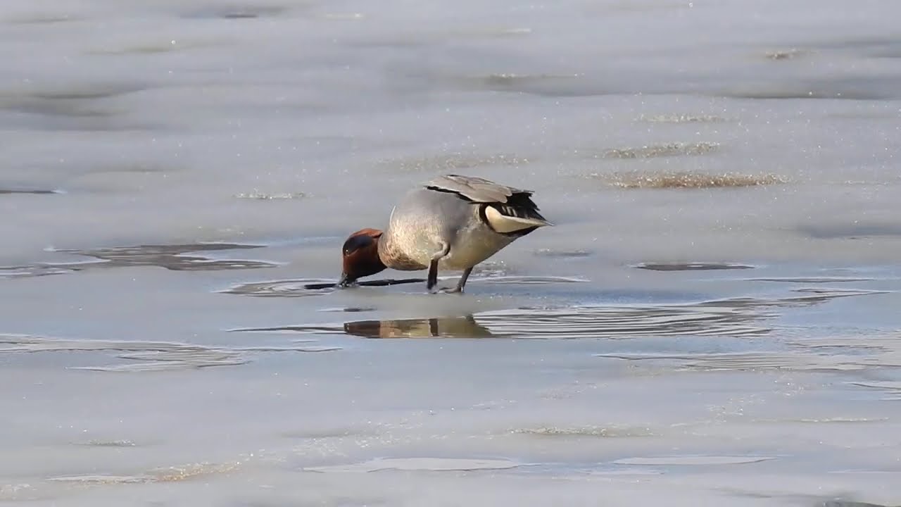 Green winged Teal