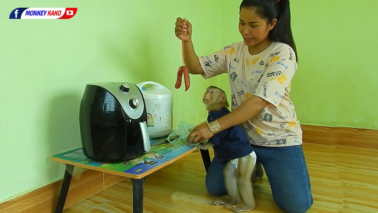 Adorable Monkey Kako Eats Rice With Grilled Sausages