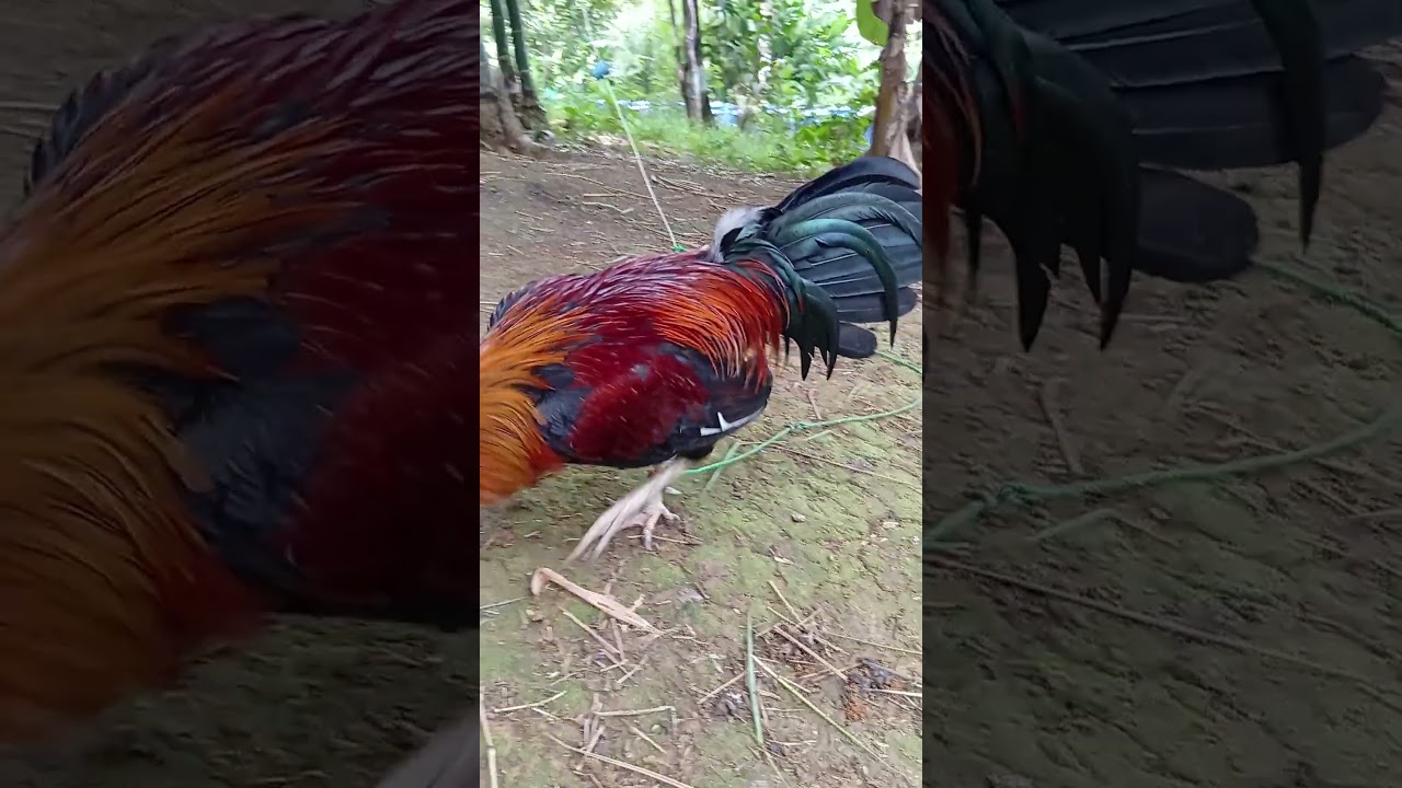 sweater hatch kelso 7 months old #games #rooster #gamefowl #shorts #trending #viral #gaming #video