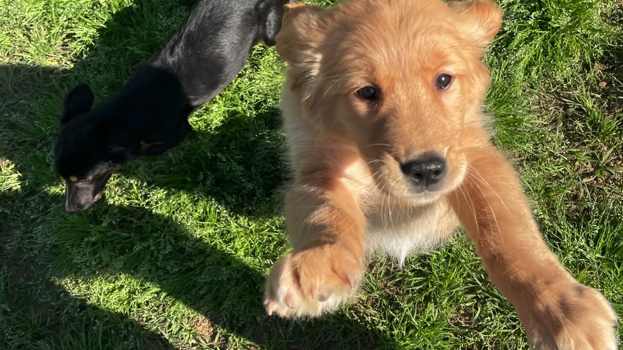 Rose and bandit- puppy training 