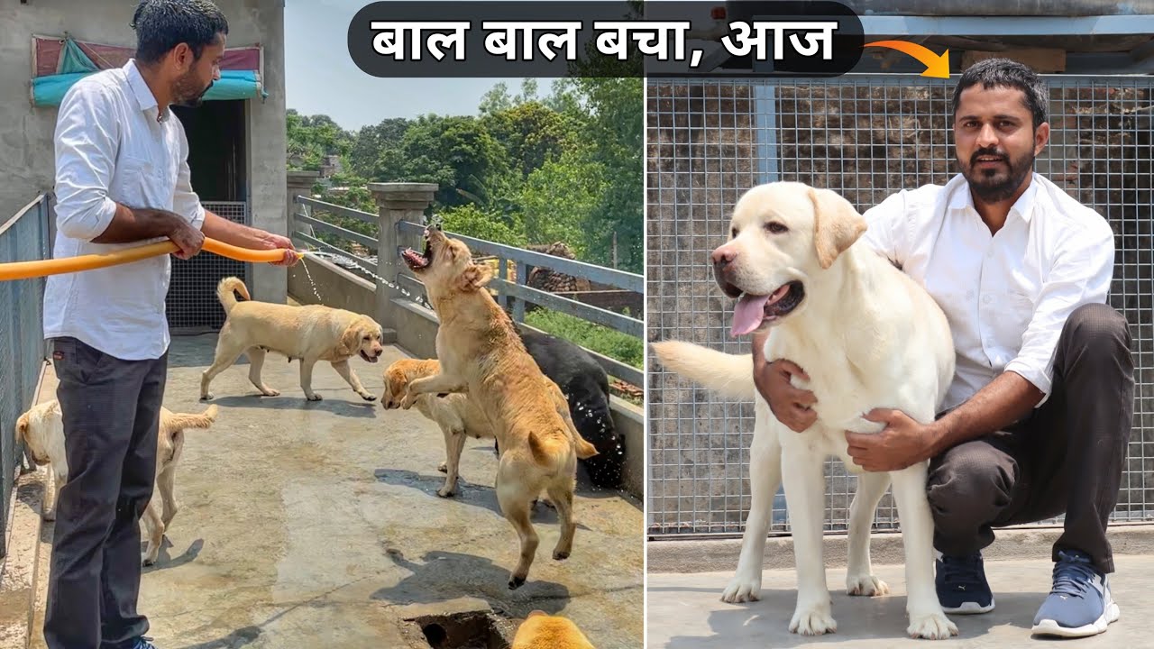 Labrador Ko Garmi Mein Nehlana Pada Bhari | Sandhu K Vlogs