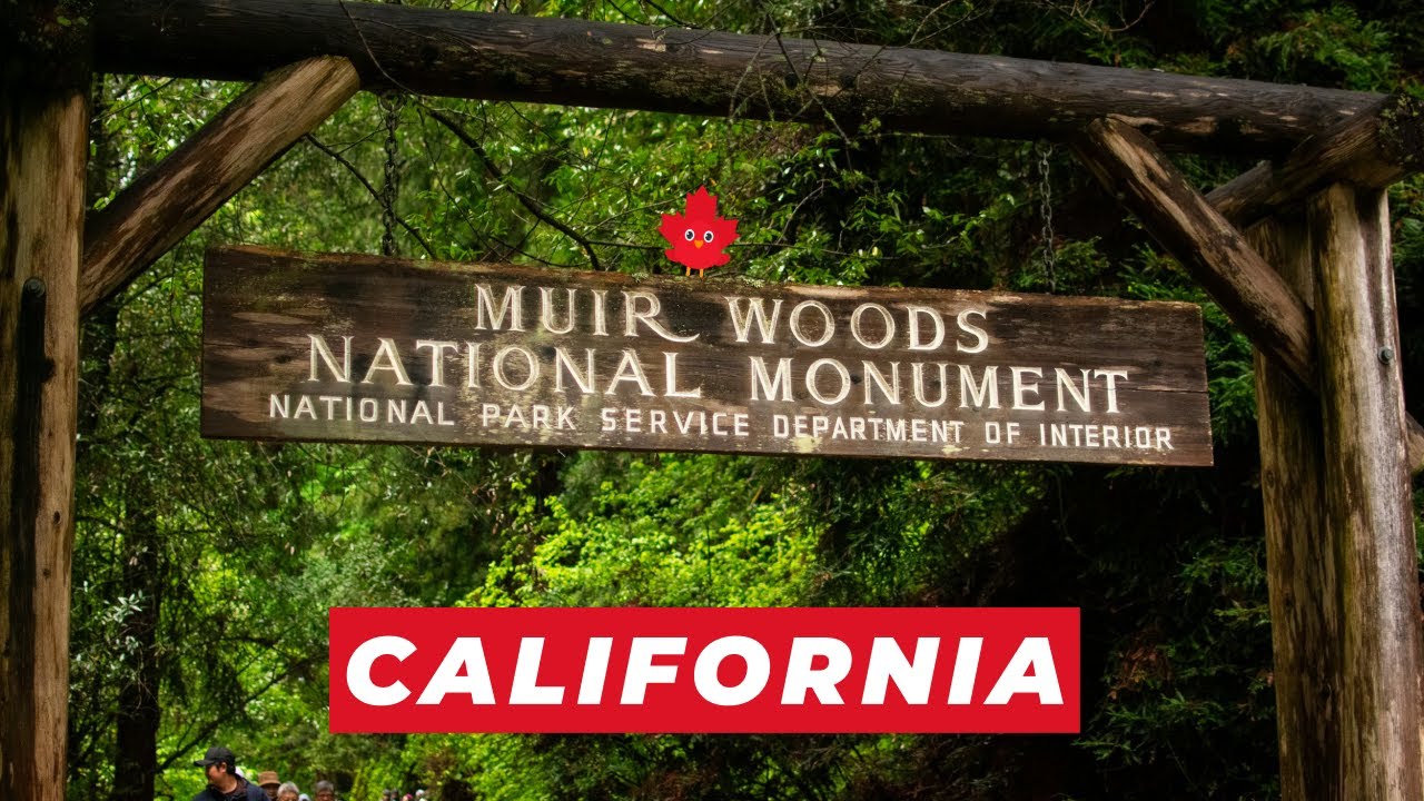 Muir Woods Walking Tour | Giant Redwoods & Peaceful Forest Walk | 4K Nature Walk