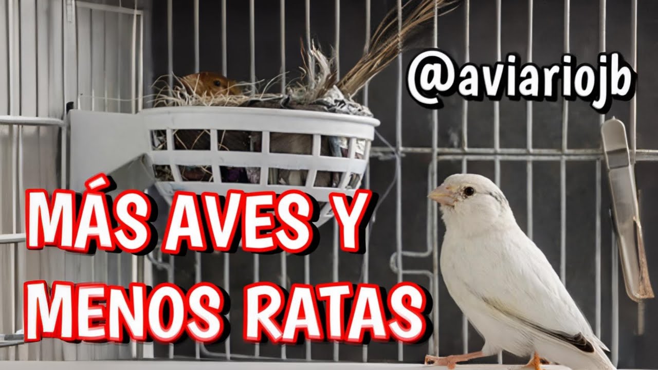 MÁS AVES Y MENOS RATAS