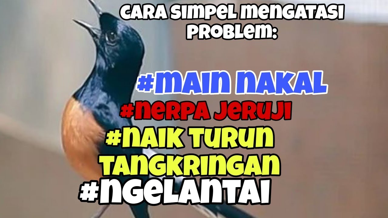 Cara mengatasi murai batu mainnya nakal, nerpa jeruji,naik turun tangkringan dan turun ke lantai