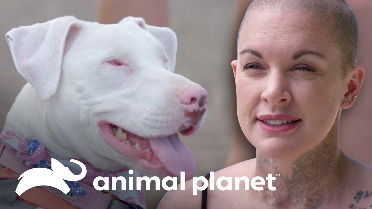 Amanda conoce cachorra sorda en Hawái | Amanda al Rescate | Animal Planet