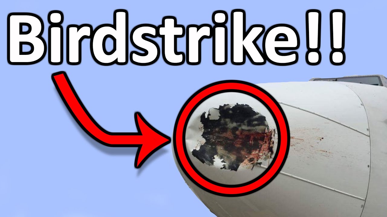 What happens if an aircraft hits birds?!
