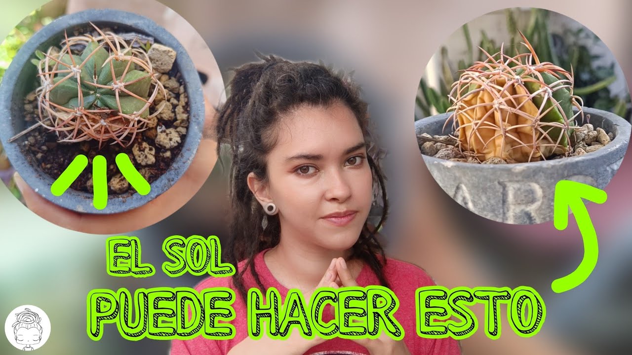&iquest;QUEMADURAS DE SOL EN TUS CACTUS? HAZ ESTO 🌵✨🌵✨