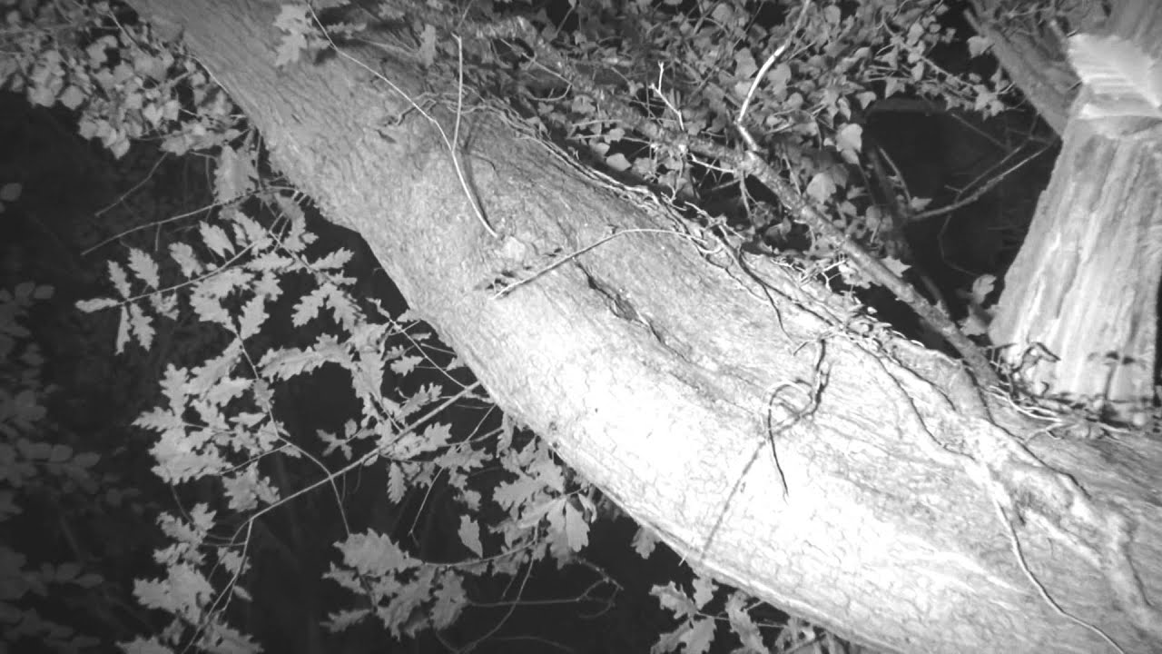 Brown Long-eared tree roost