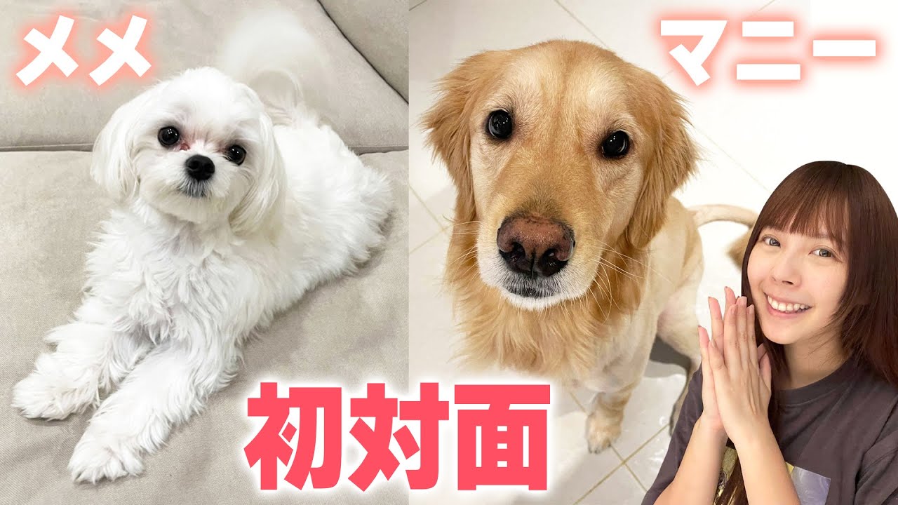 メンバーのワンちゃん同士ついに初対面！マニーの元気さにメメびっくり？！