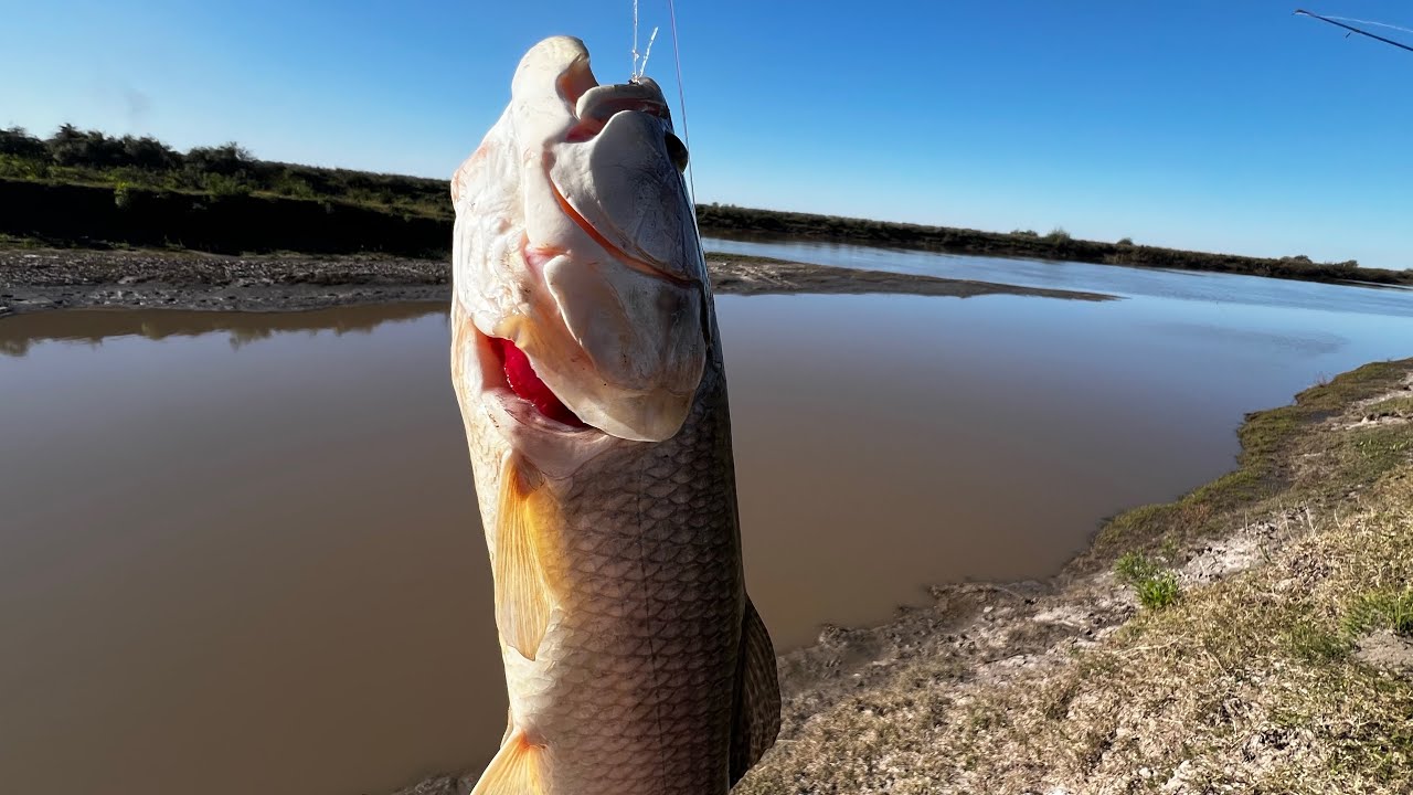NUNCA PENSÉ PESCAR así,  SIN CAÑAS NI LINEAS, cascarudos, tarariras, “Pesca Artesanal