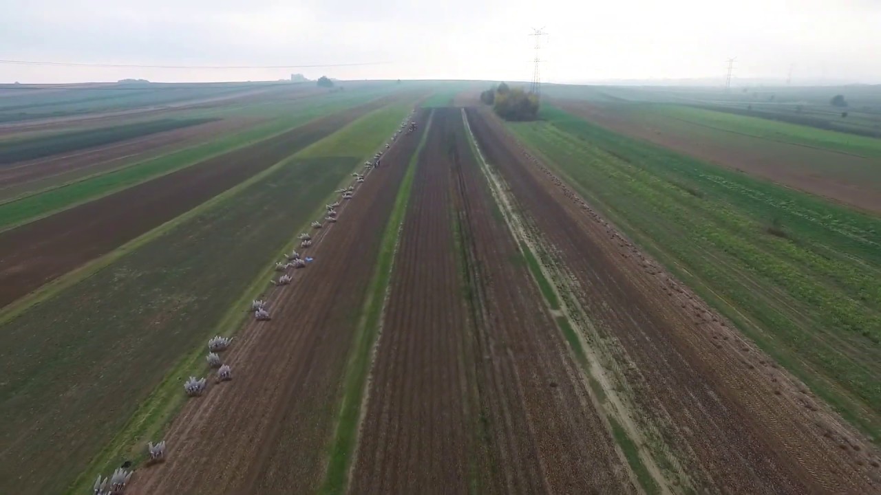 Gospodarstwo Szk&oacute;łkarskie Wawrzonek - wykopywanie materiału szk&oacute;łkarskiego