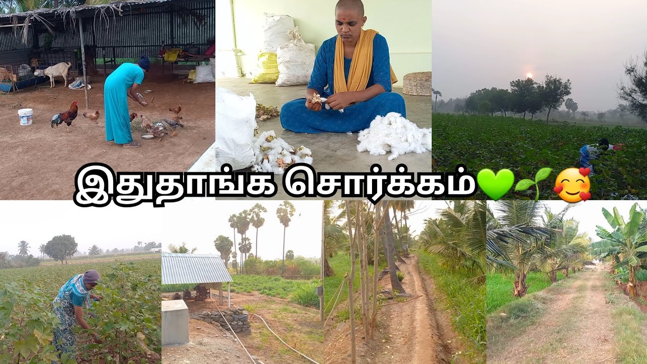 🏡☘️💚கணவர் வீட்டு வயல்வெளி சுத்தி பாக்கலாம் வாங்க🤩🥰🌺🌹💐|full garden tour|#farmer #agriculture #garden