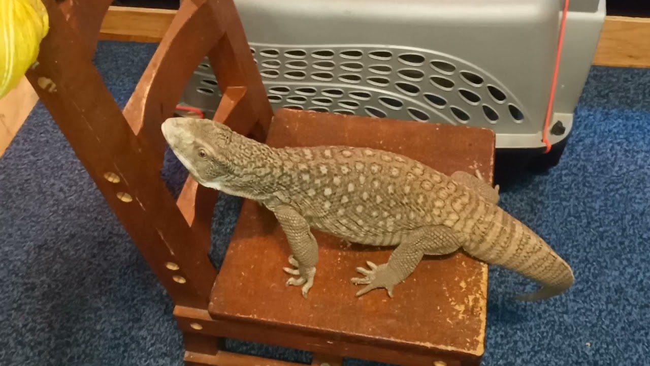 Trained Monitor Lizard, Blue. Coming when called, standing, climbing, and staying on command.