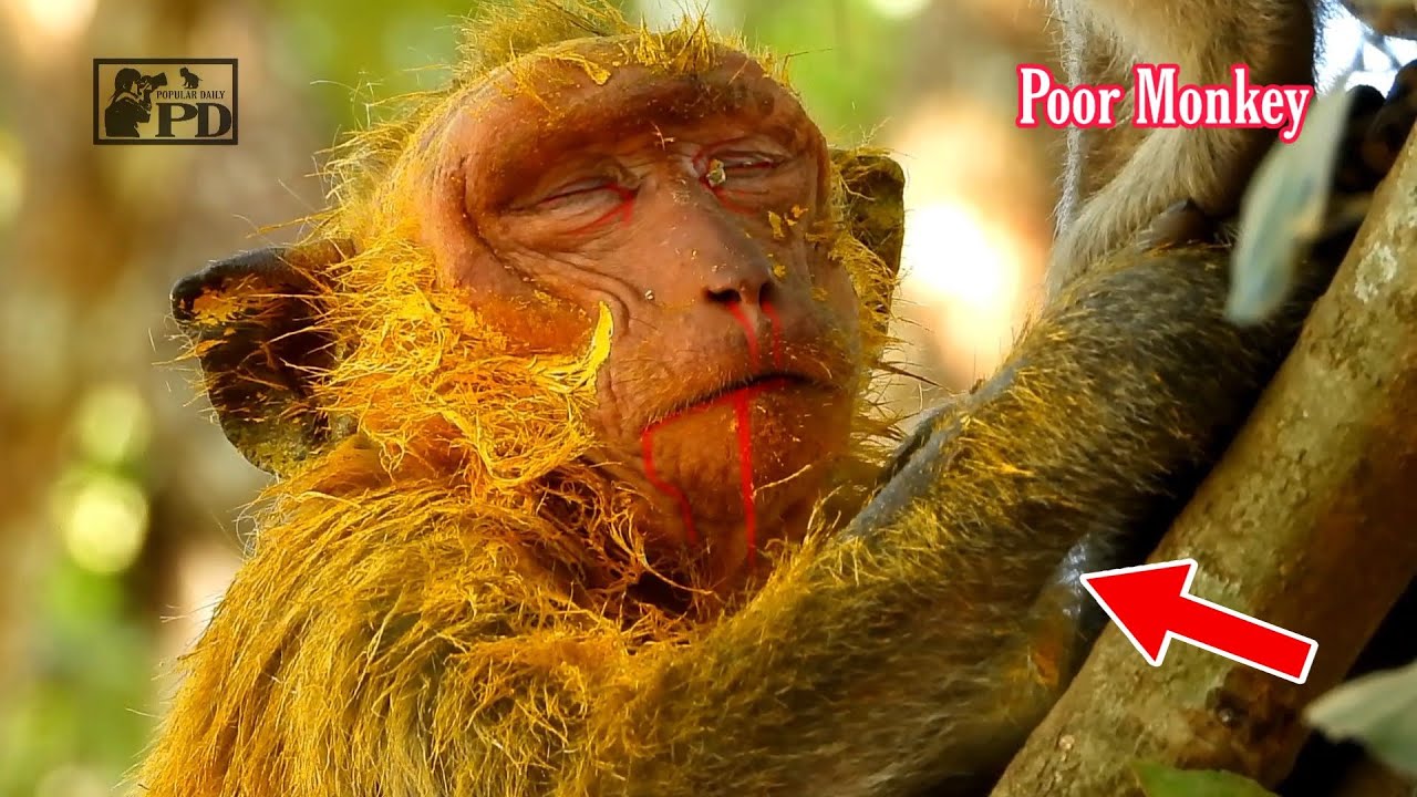 O.M.G Billion Pitiful Monkey is Very Painful Near Pass Away, Sadly Monkey Stained Wall Paint