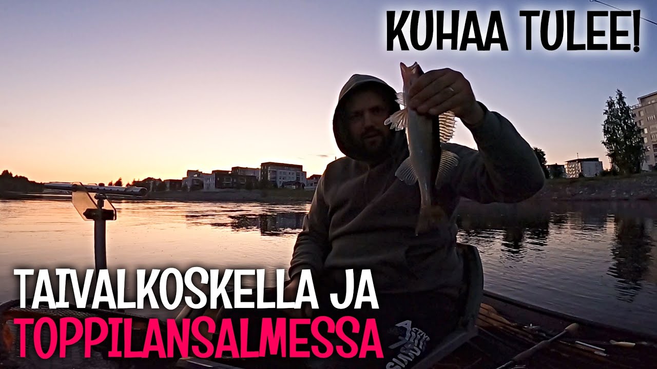AHVENEN JA KUHAN JIGAUS - TOPPILANSALMESSA ON PALJON KALAA