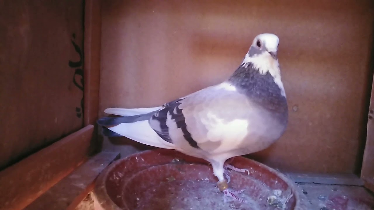 حمام الفعل مراكش الأصيل 💖🕊️🕊️