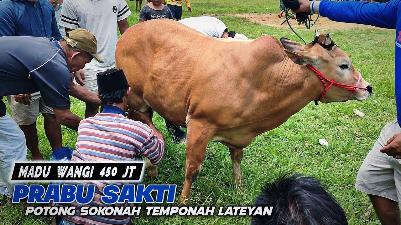 Sapi Madu Wangi j4tuh di Garis Finish saat latihan
