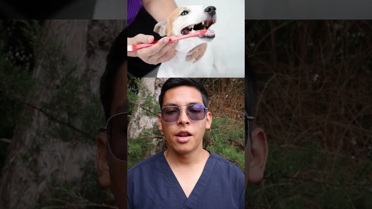 Sarro en perros #curiosidades #animales #perros