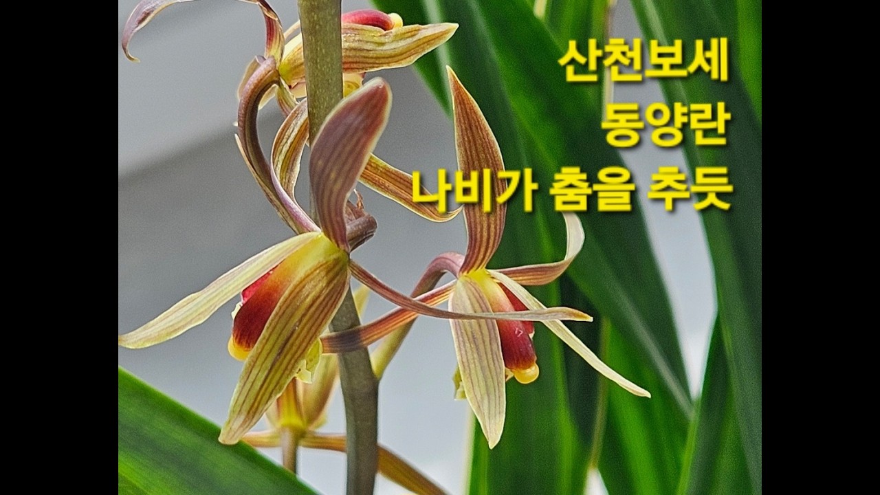 동양란 ☆ 산천보세 ☆☆☆ 꽃말은 고귀함 !!! 꽃대가 올라와 꽃을피우며 봄을알린다. 나비가 춤을추듯 온산천에 새해를 알린다는 산천보세 !!! 새로운 시작을 알린다는 꽃 !!!