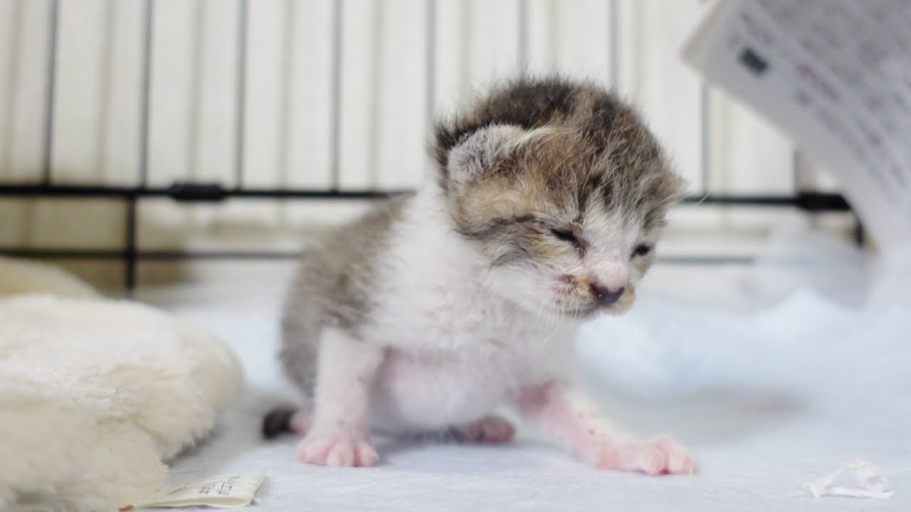 大雨のなか救出した子猫が睡魔と一生懸命戦っています