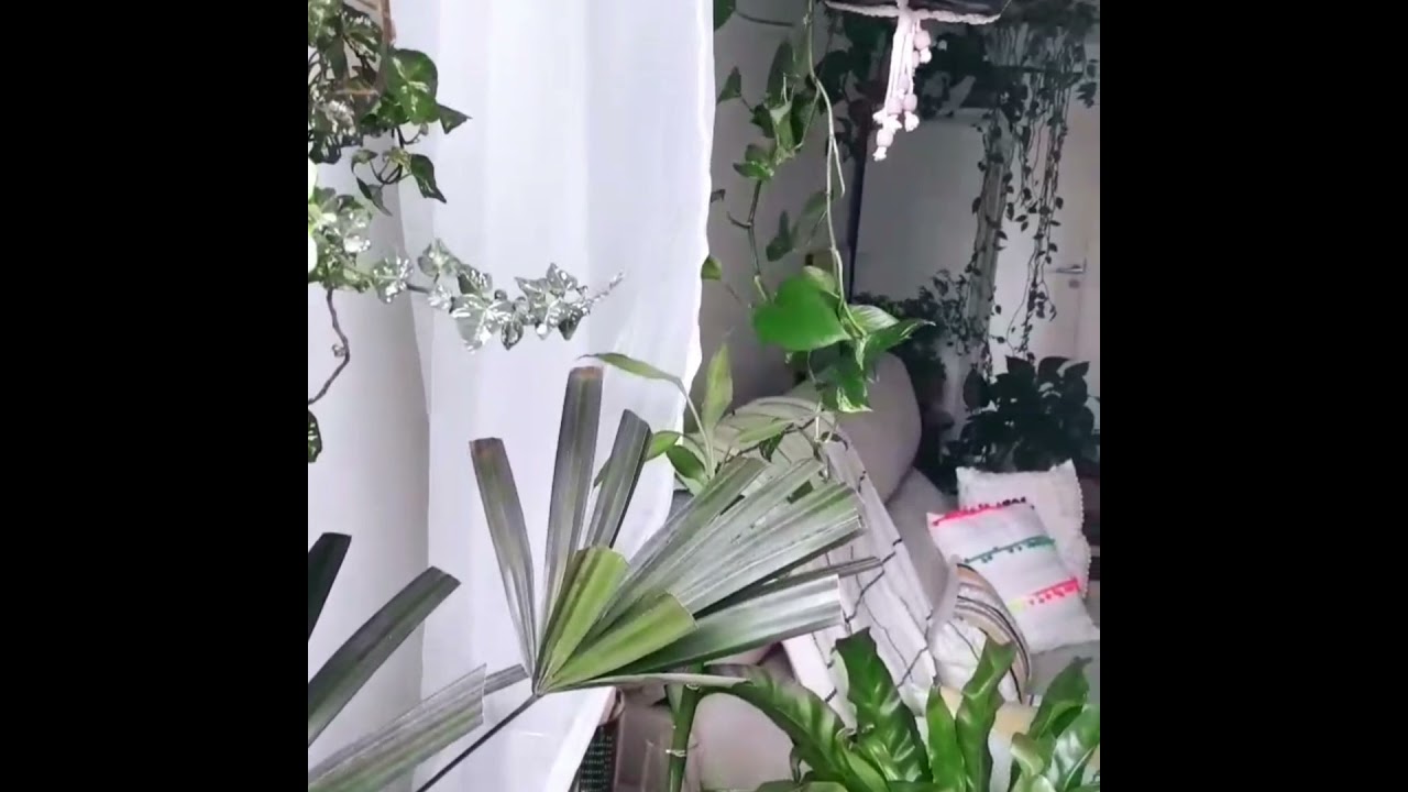 Dicas de como cuidar das plantas quando acabar o home office!