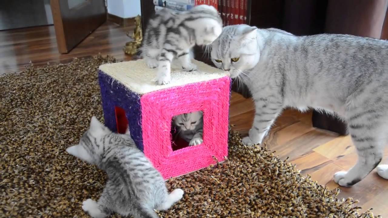 Scottish fold kittens growing up