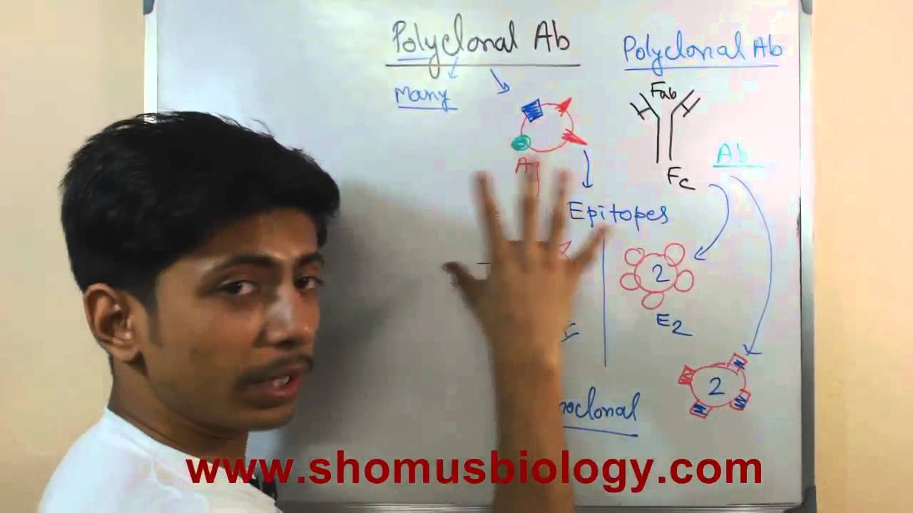 Polyclonal antibody