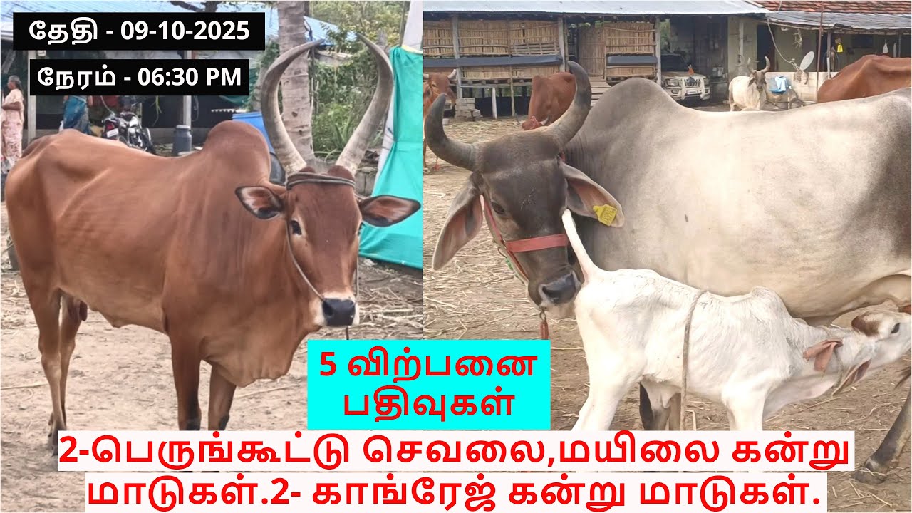 5-விற்பனை பதிவுகள்.2-பெருங்கூட்டு செவலை,மயிலை கன்று மாடுகள்.2- காங்ரேஜ் கன்று மாடுகள்.