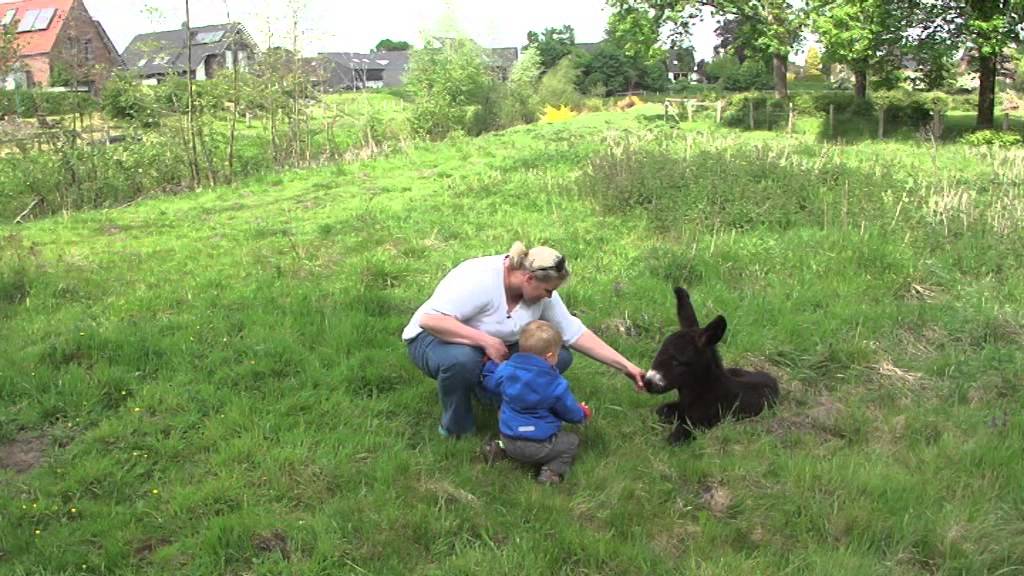 Das Esel-Baby in Olfen / Radio Kiepenkerl