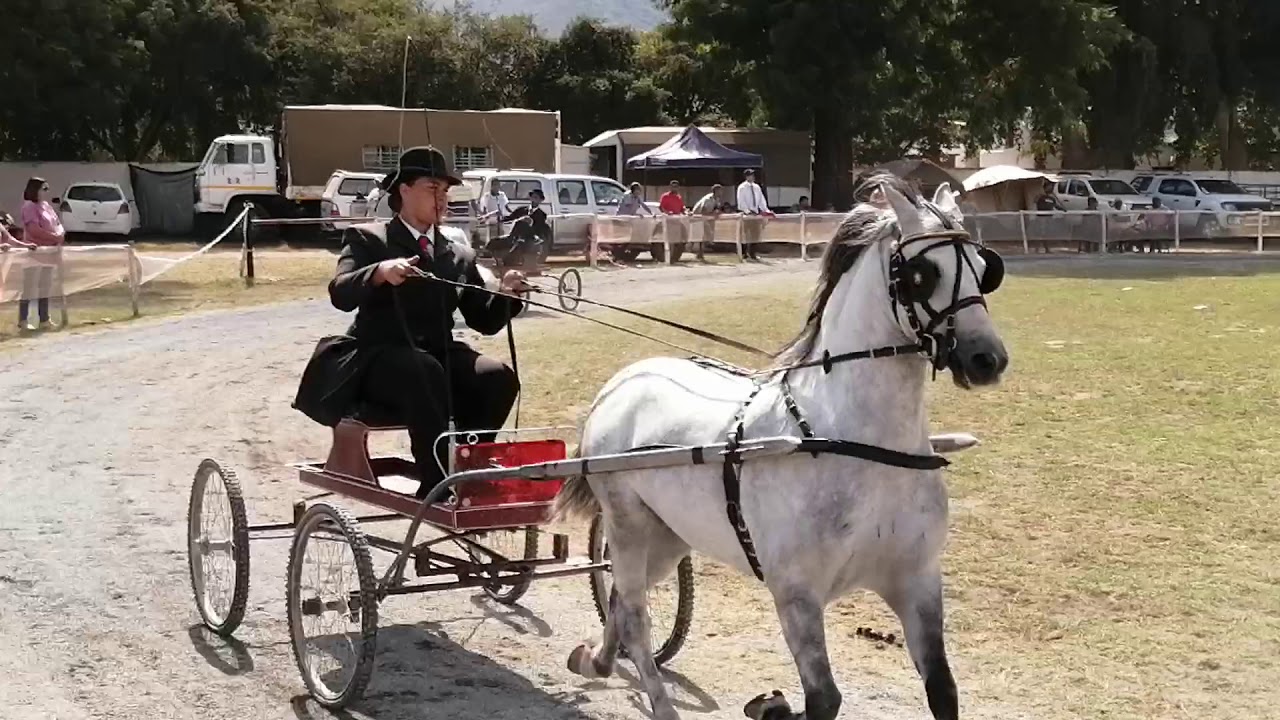 Section A Welsh Pony Single Harness Championship - Villiesdorp Show 2020