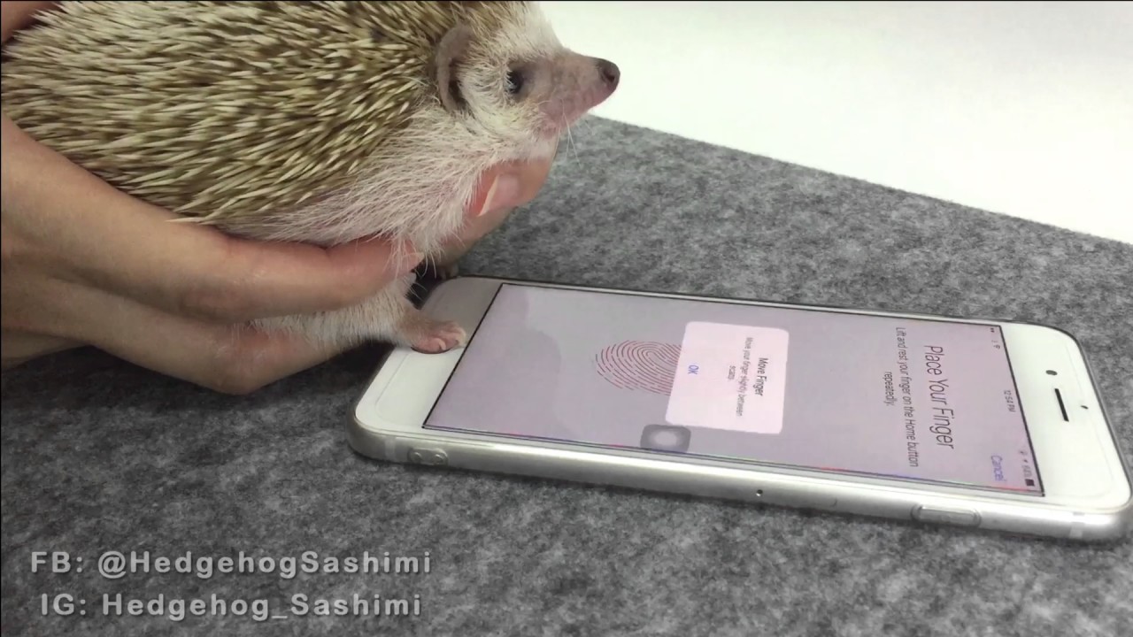 Hedgehog Fingerprint Opens Smart Phone