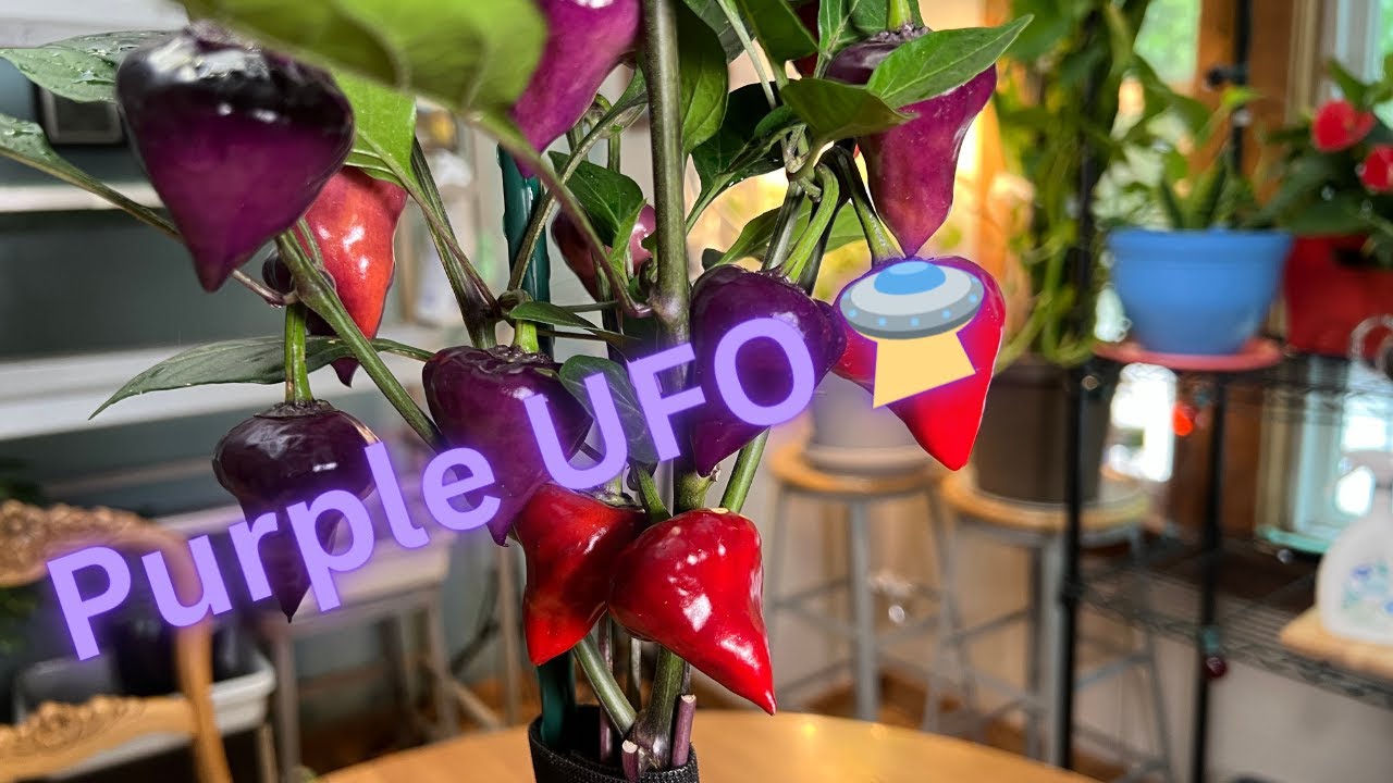 Purple UFO Peppers Are Making An Impression