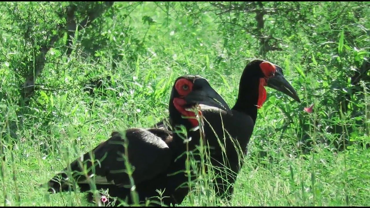 Southern Ground Hornbill Sound &ndash; Bird Sound &ndash; Africa Wild Animal Sound