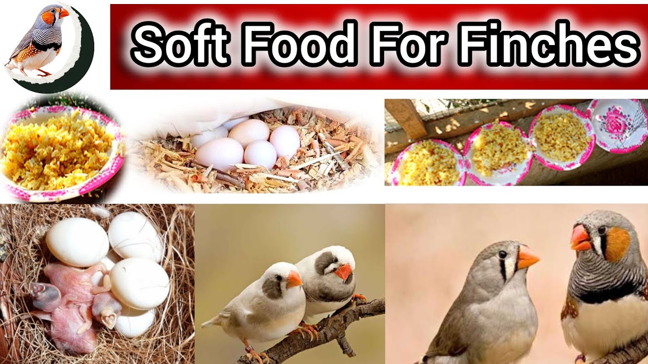 How to Make Soft Food for Finches | Best Finch Breeding Food Recipe