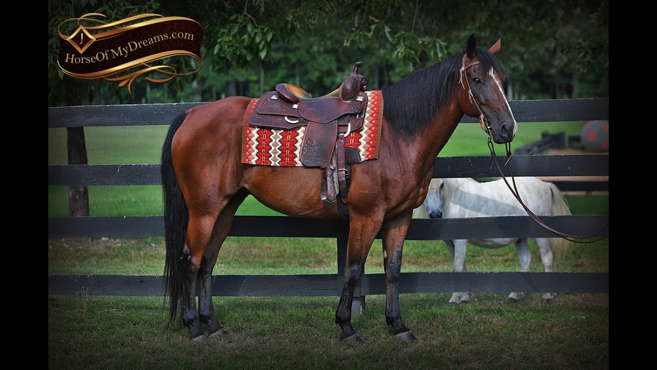 Doc- Beautiful Bay Quarter Horse Gelding For Sale