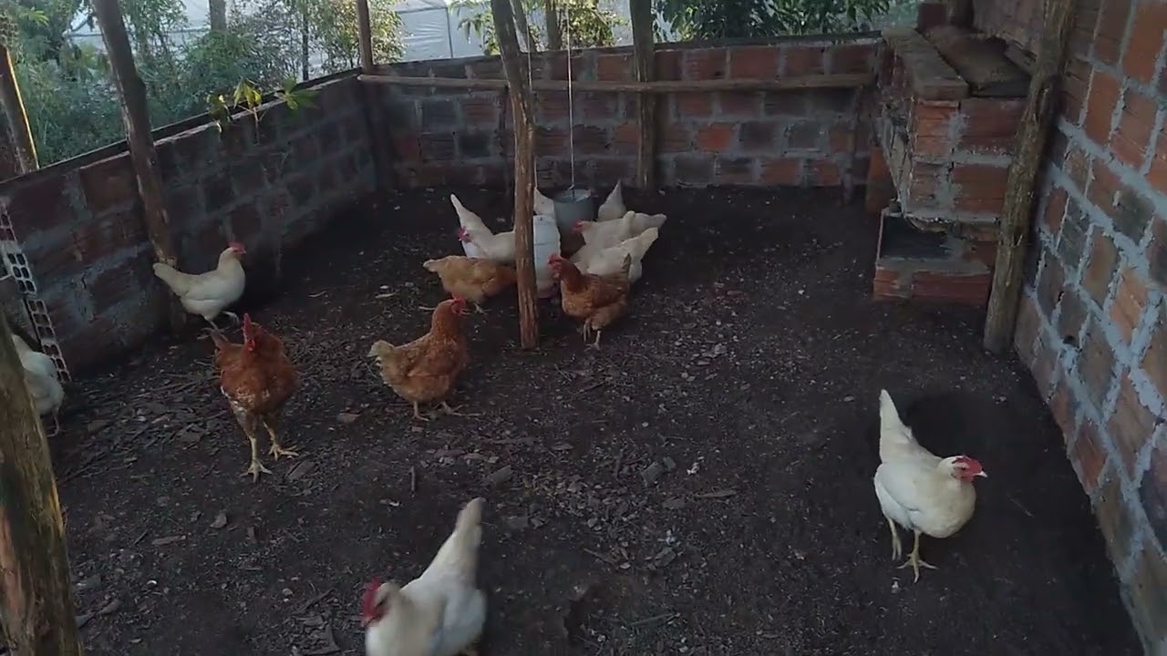 Esse e o puleiro que eu fiz para as galinhas 
