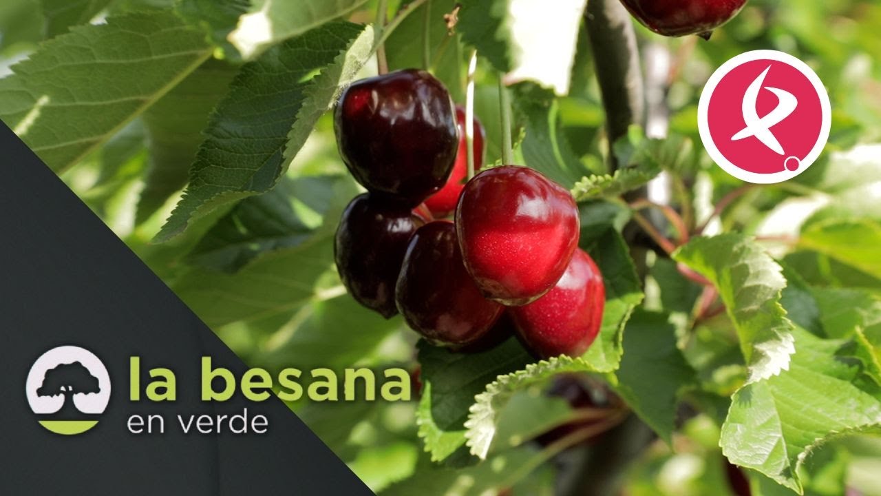 La campaña de cereza del Jerte: calidad y más producción | La besana en verde