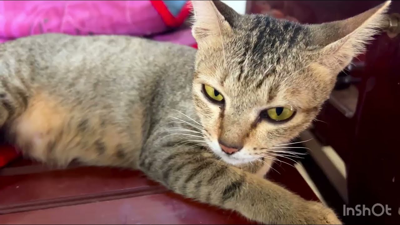 Adorable Cat Moments: Mama Cat & Her Kittens