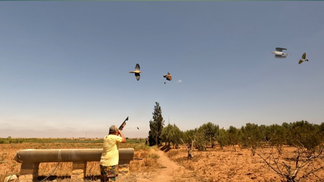 Parti:1 Ouverture chasse tourterelle des bois au maroc 2024/ افتتاح موسم قنص القمري بالمغرب