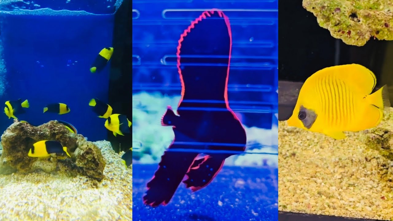 Saltwater Aquarium Life | Episode 7 of 16🐟🐠❤️#aquarium #fish