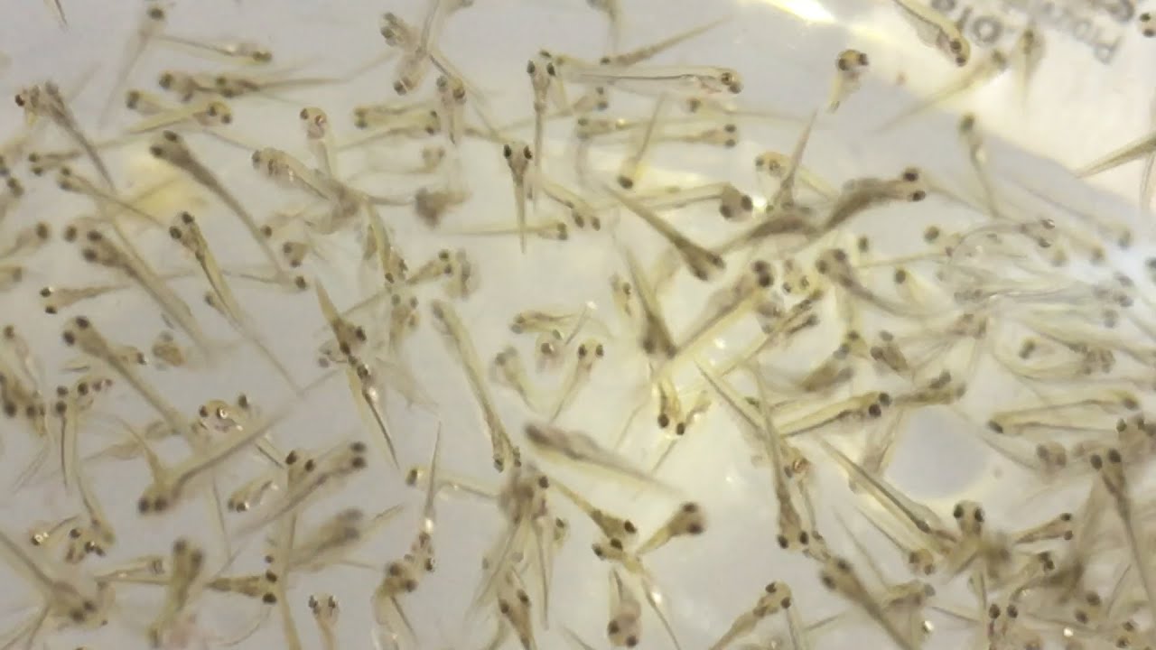 Fantastična priča: pogledajte riblji put od larve do čorbe