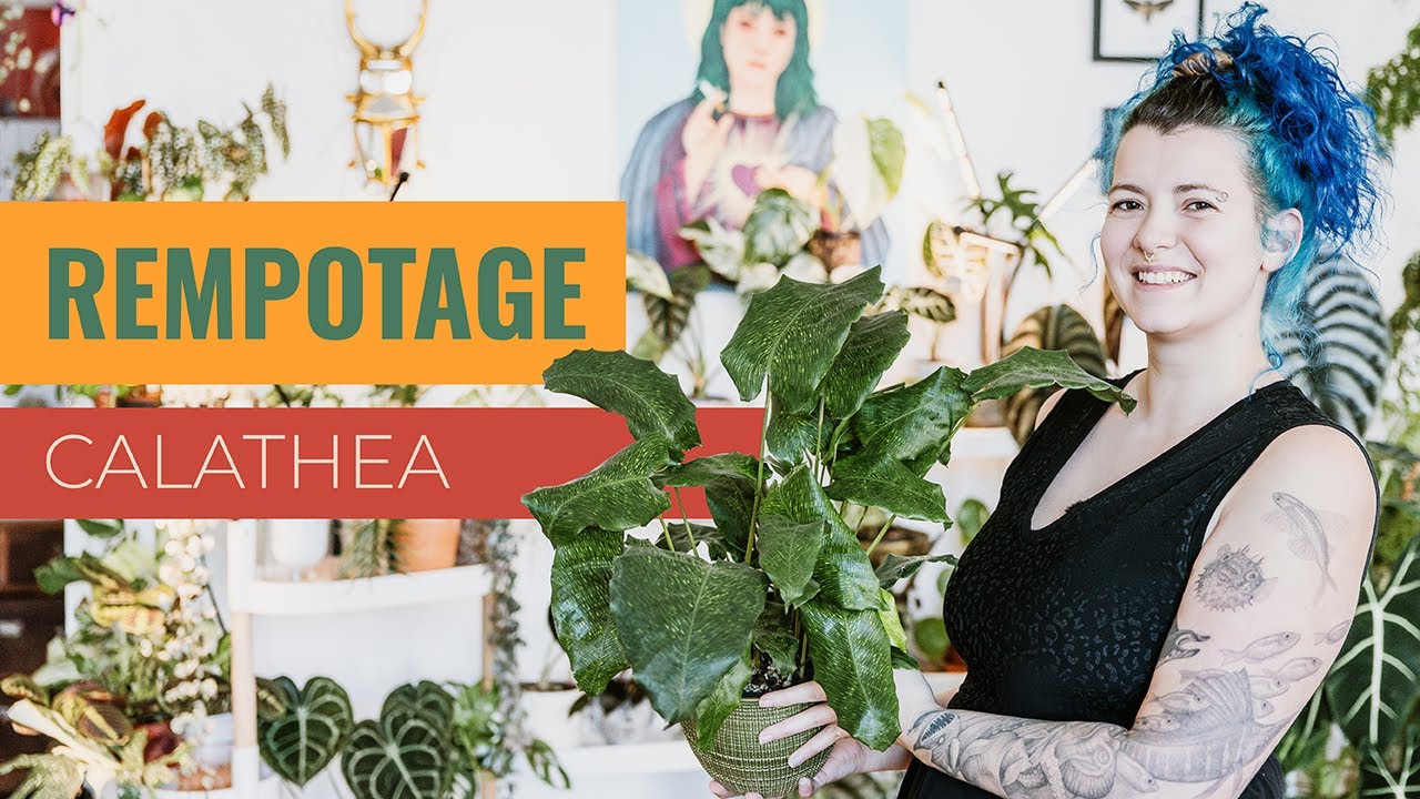 👩‍🌾 Rempote - Papote 🪴  | Calathea Musaïca “Network” | rempotage & bouturage par division ✂️