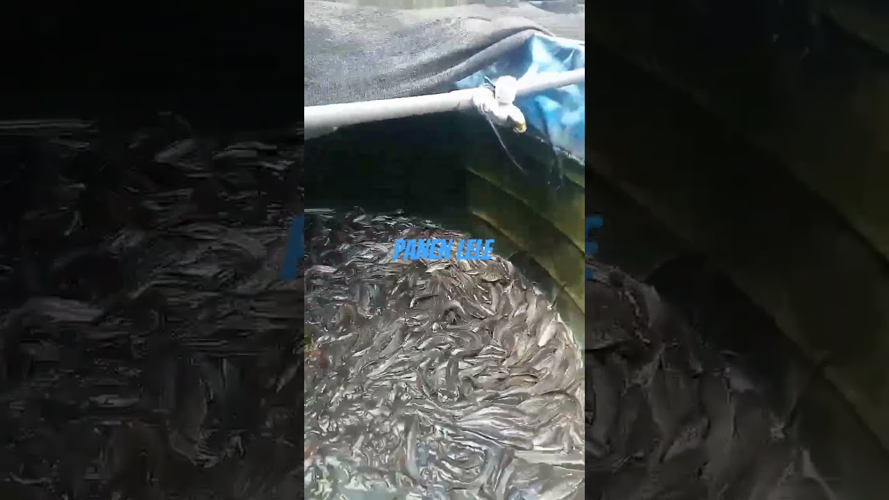 Tips Panen Lele Mutiara 3 Bulan untuk Hasil Maksimal