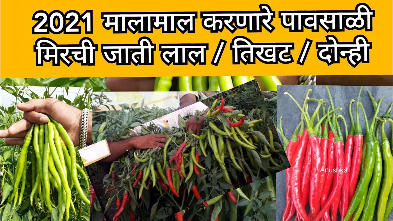 2021 पावसाळी मिरचीच्या रिसर्च जाती | लाल /हिरवी/ दोन्ही / 2021 research chilli