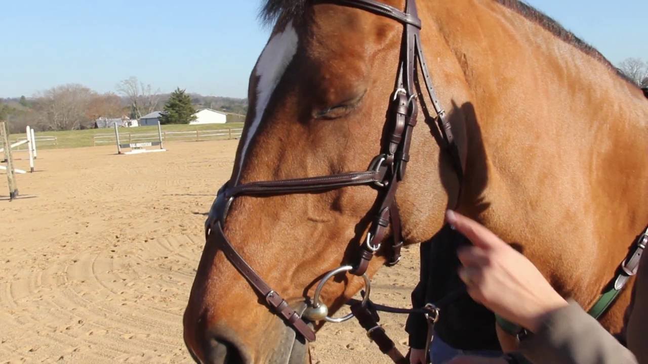 Robin Moore & the Vespucci Figure-8 Bridle