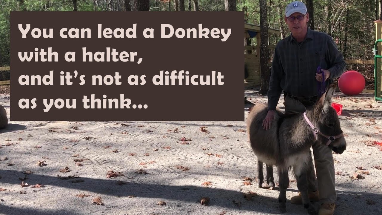 You can lead a Donkey with halter & it's not as difficult as you think - Halter Training Your Donkey