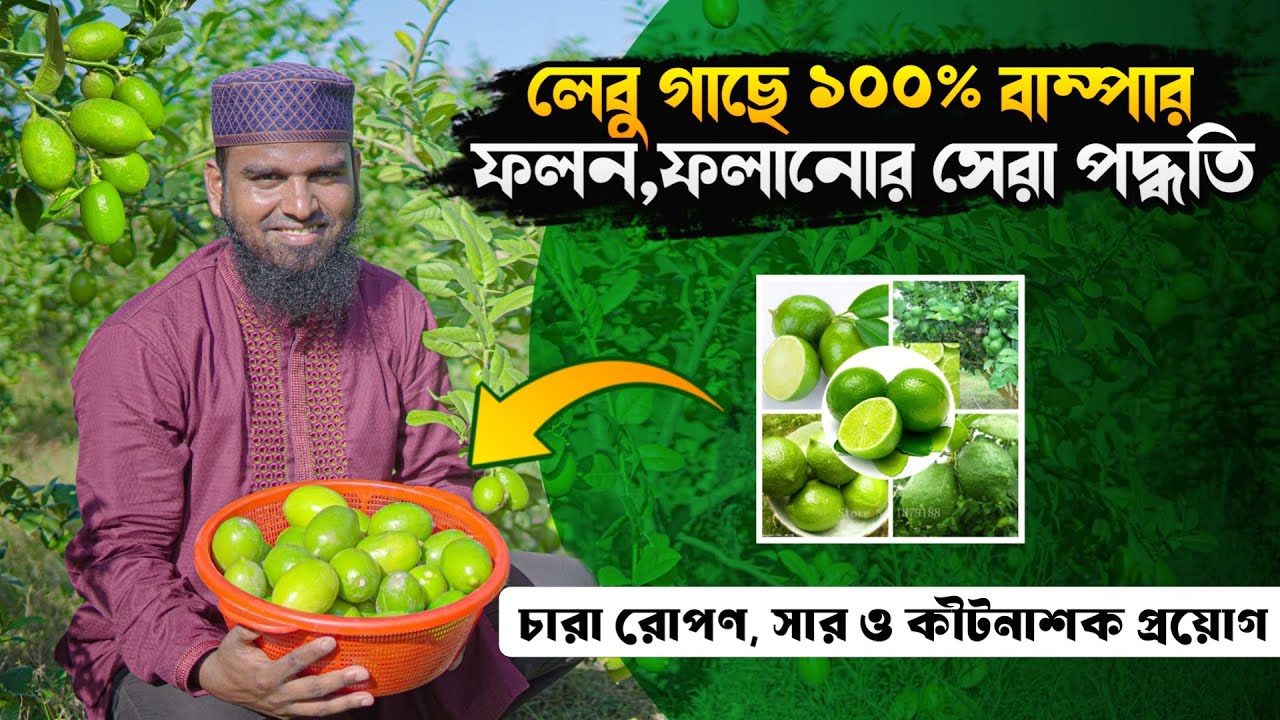 লেবু চাষে ১০০% সফলতা গ্যারান্টি | বারোমাসি লেবু চাষ পদ্ধতি | চায়না ৩ লেবু | লেবু বাড়ী | Lebu Cash