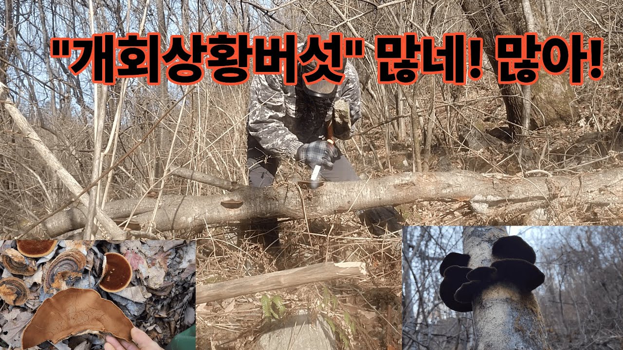 상황버섯 팔아 돈 벌기